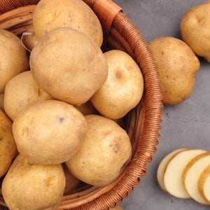 푸르젠 포근포근 24년산 감자 3kg (중)