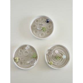 타이니 이오난사 젠가든 (Tillandsia ionantha zen garden)