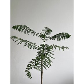 자카란다 (Jacaranda)