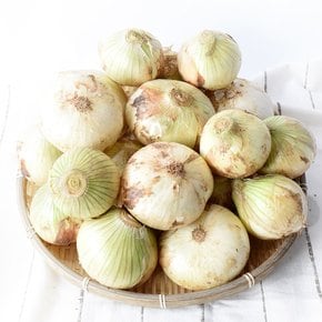 [산지직송] 단단한 황토 무안 햇 양파(소)3kg
