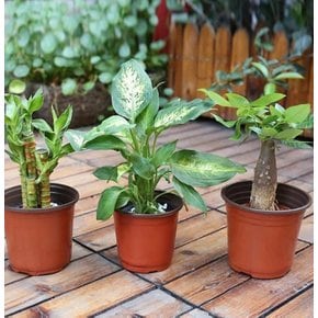 플라스틱화분 분갈이 화분 10.8cm 모종화분 이색 분갈이화분 포트화분