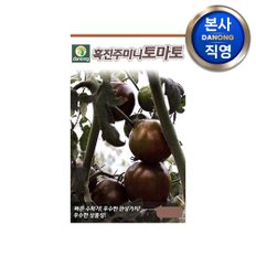 흑진주 미니 토마토씨앗 1000립 . 조생종 원형 씨 종자 텃밭 채소 키우기 재배