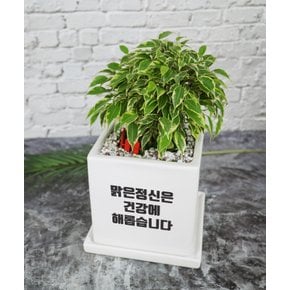 아무말대잔치 /개별메세지인쇄 (축하선물 개업 승진 커플 기념일 공기정화식물)