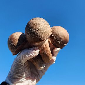 [참송이산향]향이 진하고 생으로 즐기는 쫄깃한 참송이버섯 1kg