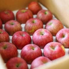  [산지직송] 달콤한 가정용 경북 부사사과 3kg 대과(6-10과내외)
