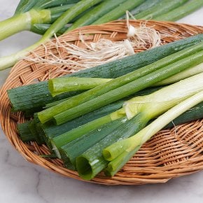 대파 반단 1kg