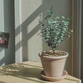 유칼립투스 화분 실내공기정화식물 키우기 쉬운 반려식물