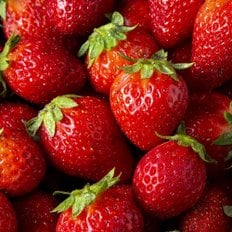 전라도청년 산지직송 논산 금실 딸기 특품 750g (20-30과)