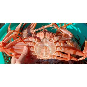 [신선담다] 산지직송 자숙 홍게 3kg 10-12미(수율80-90%)