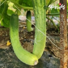 식탐대첩 국내산 못난이 다다기오이 10개 약2kg