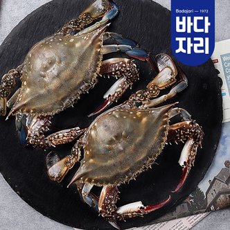 바다자리 국산 특대 봄 알배기 급랭 암꽃게 2미 (급랭/600g내외) 냉동꽃게