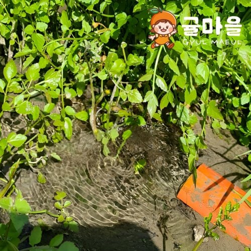 추가4이미지
