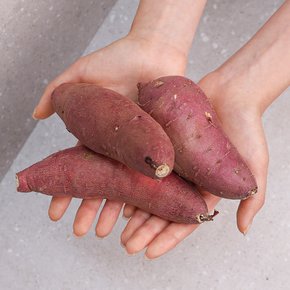 [오늘신선] 해남 산지직송 호풍미 호박고구마 세척 중 3kg
