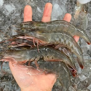국내산 흰다리새우 500g(17미내외)