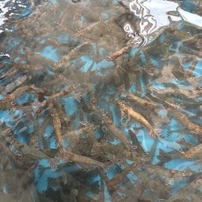 국내산 흰다리새우 500g(17미내외)