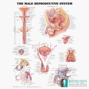 인체해부도 3D차트 병원액자 9672 남성생식기 비뇨기 54X74cm 액자옵션
