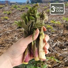  햇 수확 튀김용 두릅 1kg