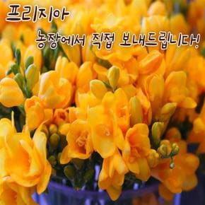 포도밭 후리지아 프리지아 생화꽃 농장직송 꽃도매 생화꽃다발 1단 (10개) 보내드립니다 예쁜 후리지아
