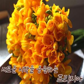 포도밭 후리지아 프리지아 생화꽃 농장직송 꽃도매 생화꽃다발 1단 (10개) 보내드립니다 예쁜 후리지아