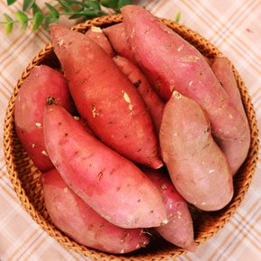 [오늘신선] 해남 산지직송 베니하루카 밤고구마 세척 중 2kg