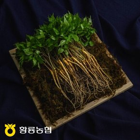 황룡농협 새싹삼 20뿌리(20cm내외) 보통