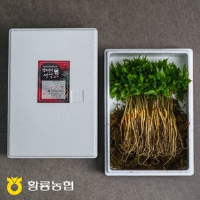 황룡농협 새싹삼 20뿌리(20cm내외) 보통