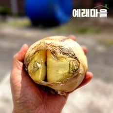 식탐대첩 예래마을 제주 실속형 가정용 못난이 양파 2kg