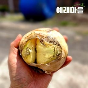 예래마을 제주 실속형 가정용 못난이 양파 2kg