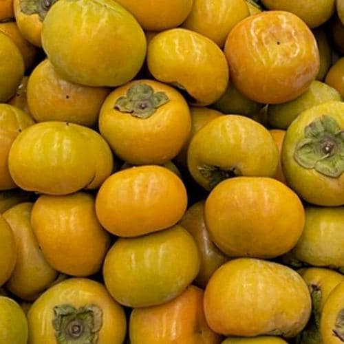 G 아삭아삭 가정용 단감 2kg 소과 12-15과(1)