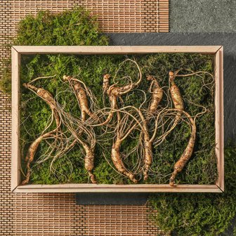 자연두레 강원도 산이키운삼 10년근 진품 산양삼 10뿌리 세트 (효소 또는 엑기스 증정)