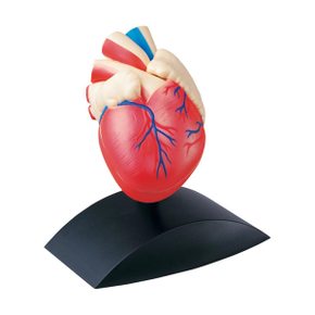 [에듀사이언스] 인체모형-심장(1:1사이즈) 관찰학습 인체 신체 학습교구