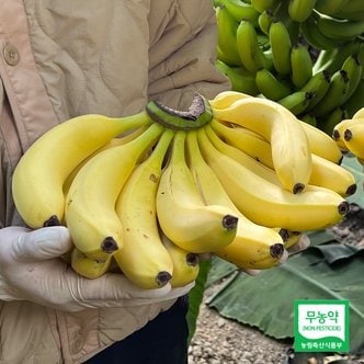 과일예찬 [서진도농협] 무농약 국내산 진도 바나나 1.5kg(한손)/매주 목요일출고