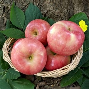 [더조은] 경북 부사 사과 정품 5kg 19-21과