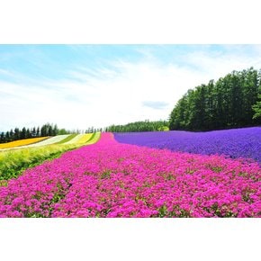 [100%출발확정] 북해도 4일 꽃들의향연 보라빛라벤더 노보리베츠숙박 온천2박 게요리