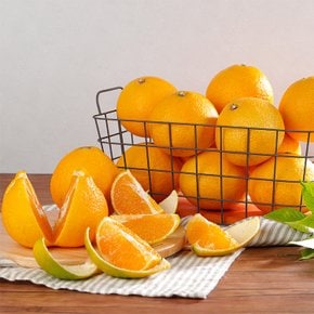 서귀포 현가원 황금향 2kg (실속형, 12-15과 내외, 실중량)