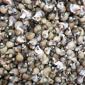 동해안 자연산 흑골뱅이 대 1kg (30-50미) [자숙급냉]