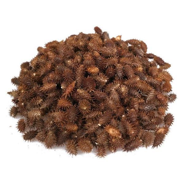 신선약초 국산 도꼬마리 300g (S10455828)