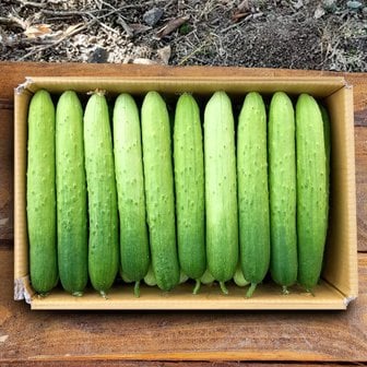 친환경팔도 [팔도농장] 수분의 여왕 백 오이 5kg