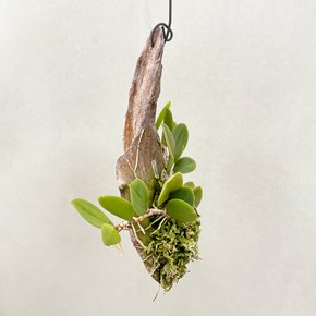 메이라실리움 목부작 희귀식물 관엽식물 실내 화초 키우기