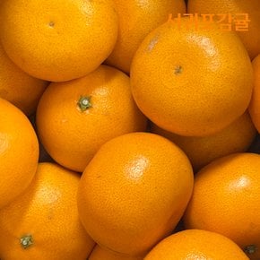 [서귀포감귤] 제주도산지직송 천혜향 1.5kg 중소과(9과내외)