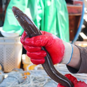 착한어부 손질한 통영 바다장어(중대) 1kg (손질후 750g내외/3~4미)
