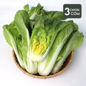 아삭한 국산 얼갈이 배추 1단