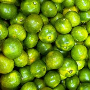 제철과일 제주 극조생 노지 감귤 특품 로얄과(S) 5kg