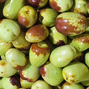 추황사과대추 특 1kg