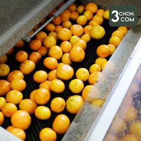 탐라는 제주 서귀포 고당도 하우스 귤(꼬마) 1kg