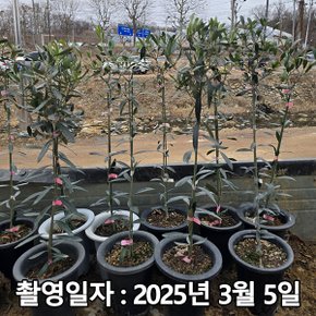 착한가격 나무생각 / 올리브나무 / 60cm(전후) / 포트