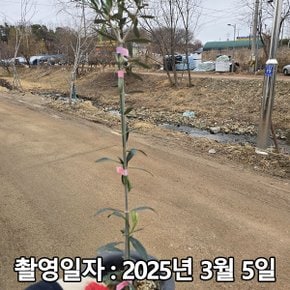 착한가격 나무생각 / 올리브나무 / 60cm(전후) / 포트