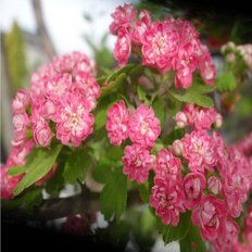 착한가격 나무생각 / 분홍꽃 산사나무 / 개화주