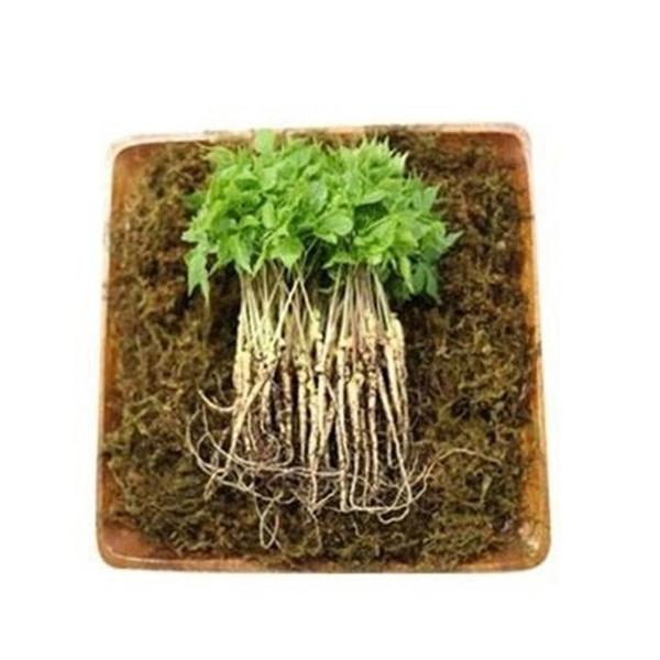 VDG 유황 새싹삼 미니 15cm내외 50뿌리 (S40170485)