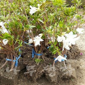 착한가격 나무생각 / 백철쭉 / 30cm / 5주
